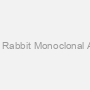 Anti-GR Rabbit Monoclonal Antibody